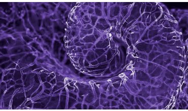 Imagen SEMINARIO DE ACTUALIZACIÓN, EVALUACIÓN DE COMPETENCIAS Y FORMACIÓN CONTINUA EN MEDICINA NEURALTERAPÉUTICA