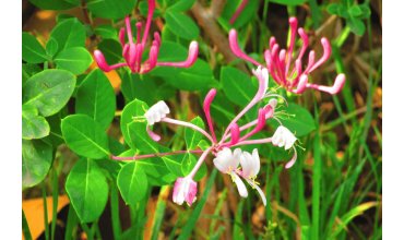 Imagen Las esencias florales en el cuidado de la salud